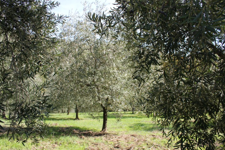 Fontecaresino's olive trees